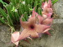 Stapelia Gigantea